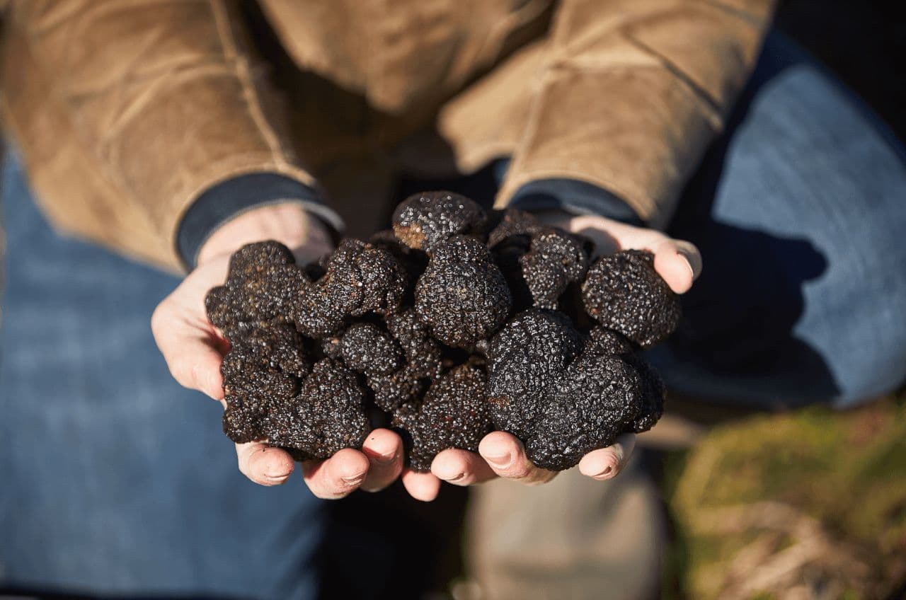 Farm Fresh Truffles